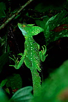 Jesus christ lizard {Basilicus basilicus} Costa Rica