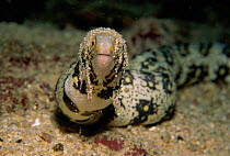Argus moray eel {Muraena argus} with sand covered algae draped over head. Cocos Is, Costa Rica