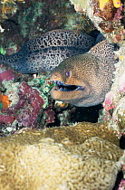 Giant moray eel {Gymnothorax javanicus} Red Sea, Egypt