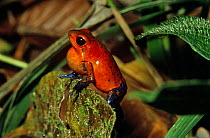 Male Strawberry poison arrow frog calling (Dendrobates pumilio) Rio S Carlos, Costa Rica