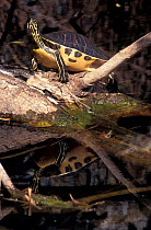 Peninsula cooter {Pseudomys floridana peninsularis} Everglades NP, Florida, USA