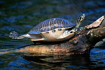 Florida red bellied turtle {Pseudemys nelsoni}basking & stretching, Big Cypress NP FloridA