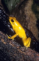 Golden poison dart frog (Phyllobates terribilis) on tree, captive, occurs SW Colombia, endangered species