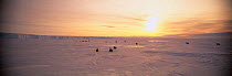 Emperor penguins {Aptenodytes forsteri} toboganning across sea ice, Weddell sea, November