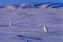 Arctic hares on ice {Lepus arcticus} Canada.
