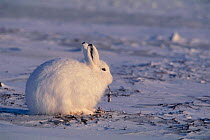 Arctic hare on snow {Lepus arcticus} Canada.