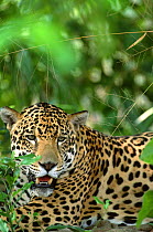 Jaguar {Panthera onca} Pantanal, Brazil, captive