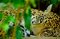 Jaguar resting {Panthera onca} Brazil - captive