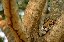 Jaguar resting in tree {Panthera onca} Pantanal, Brazil, captive