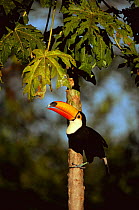 Toco toucan {Ramphastos toco} Pantanal, Brazil