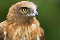 Short toed eagle {Circaetus gallicus} head portrait, Camargue, France.