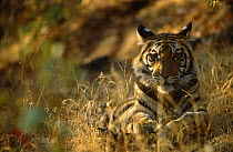 Bengal tiger resting {Panthera tigris tigris} Bandhavgarh NP, Madhya Pradesh, India