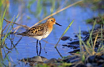 Spoon billed sandpiper (Calidris pygmaea) standing in shallow water, Siberia, Russia, critically endangered