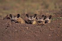 Bat eared fox {Otocyon megalotis} cubs peeping out of burrow, Masai Mara, Kenya