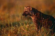 Spotted hyaena pup in grass {Crocuta crocuta} Masai Mara GR, Kenya