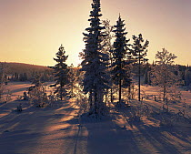 Taiga forest gripped by deep winter freeze, -34 degrees, Lapland, Sweden, 1999