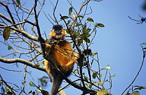 Capped langur male {Presbytis pileata} Madhupur NP, Bangladesh