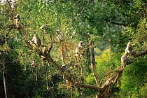 Troop of Southern plains grey / Hanuman langur {Semnopithecus dussumieri} foraging in tree, Kanha NP, Madhya Pradesh, India