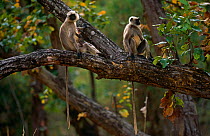 Southern plains grey / Hanuman langur {Semnopithecus dussumieri} suckling young in tree, Bandhavgarh NP, Madhya Pradesh, India