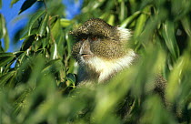 Sykes monkey {Cercopithecus albogularis} Mount Kenya, Kenya