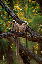 Southern plains grey / Hanuman langur {Semnopithecus dussumieri} suckling young in tree, Bandhavgarh NP, Madhya Pradesh, India