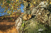 Wild cat sunning on rocks {Felis silvestris} female Perthshire, Scotland, UK