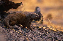 Dwarf mongoose {Helogale parvula} Linyanti, Botswana