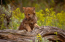 Grey wolf pup on log {Canis lupus} captive, Montana, USA