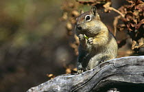 Golden mantled ground squirrel {Spermophilus lateralis} Yellowstone NP, Wyoming, USA