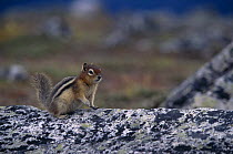 Golden mantled ground squirrel {Spermophilus lateralis} Jasper NP, Alberta, Canada