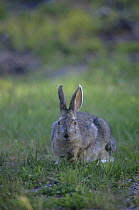 Wild Snowshoe hare {Lepus americanus} Great Slave Lake, Canada