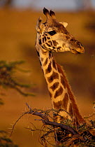 Masai Giraffe head and neck {Giraffa camelopardalis tippelski} Masai Mara, Kenya