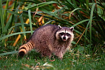 Raccoon {Procyon lotor} Vancouver, British Columbia, Canada
