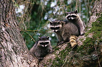 Raccoons in tree {Procyon lotor} Vancouver, BC, Canada