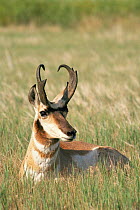 Pronghorn antelope {Antilocapra americana} Badlands NP, South Dakota, USA, endangered species
