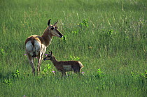 Female Pronghorn antelope with calf {Antilocapra americana} Badlands NP, South Dakota, USA, endangered species