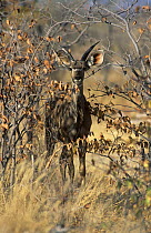 Greater kudu {Tragelaphus strepsiceros} juvenile amongst Mopane trees. Estosha NP, Namibia