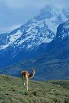 Solitary Guanaco {Llama guanicoe} Torres del Paine NP, Chile, South America