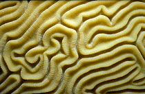 Close up of Brain coral {Diplora strigosa} Caribbean
