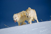 Grey wolves, white /arctic form running in snow {Canis lupus} captive US