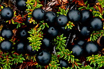 Crowberry fruits (Empetrum nigrum) tundra, Siberia Russia