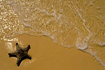 Seastar / Starfish washed up on sand beach by sea, Queensland, Australia