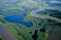 Aerial view of taiga forest, Mackenzie River delta, Yukon, Canada