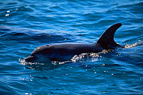 RF- Bottle nosed dolphin (Tursiops truncatus) at surface, Australia. (This image may be licensed either as rights managed or royalty free.)