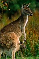 RF- Eastern grey kangaroo with joey (Macropus giganteus). Wilsons Promontory National Park, Victoria, Australia. (This image may be licensed either as rights managed or royalty free.)