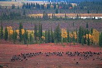 RF- Caribou herd (Rangifer tarandus) grazing on tundra. Kobuk Valley National Park, Alaska, USA. (This image may be licensed either as rights managed or royalty free.)