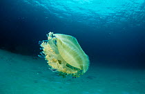 Upside down jellyfish {Cassiopeia) Caribbean