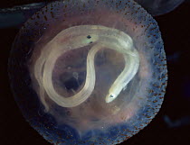 Purple stinger jellyfish {Pelagia noctiluca) digesting eels in bell, Mediterranean