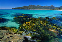 Hawknest Cove, Wineglass Bay, Freycinet NP, Tasmania, Australia