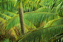 Palm tree fronds, La Digue, Seychelles, Indian Ocean